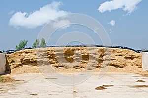 Corn silage for maize photo