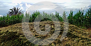Corn silage site being made to feed dairy cows in the background of the corn crop.