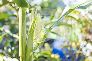 corn and corn silk with left angle