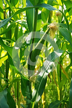 Corn Silks photo