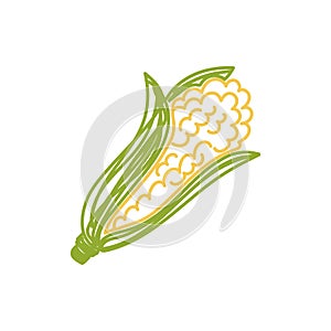 Corn sketch. Color vector illustration. Pen or marker doodle drawing