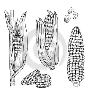 Corn sketch style illustration. Stylized sweet corn elements in engraved style.