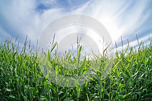 Corn and Sky