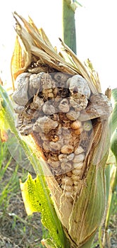 Corn smut caused by fungus