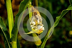 Corn smut, corn disease in Germany