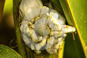 Corn smut, corn disease in Germany