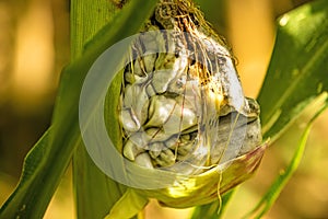 Corn smut, corn disease in Germany