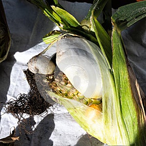 Corn smut is a desease caused by the pathologic fungus Ustilago maydis