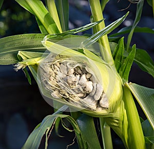 Corn smut. Ustilago maydis disease