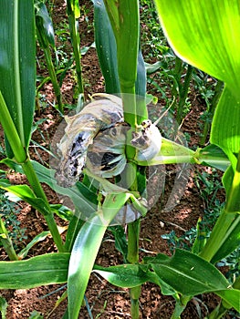 Corn smut, Ustilago maydis in Germany