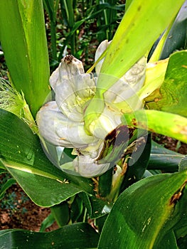 Corn smut, Ustilago maydis in Germany