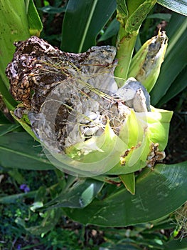 Corn smut, Ustilago maydis in Germany