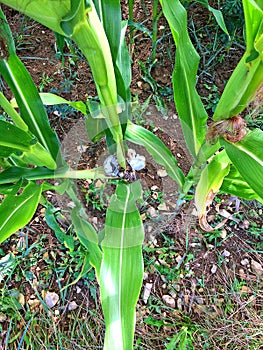 Corn smut, Ustilago maydis in Germany