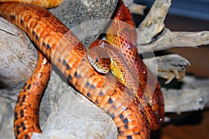 Corn snake
