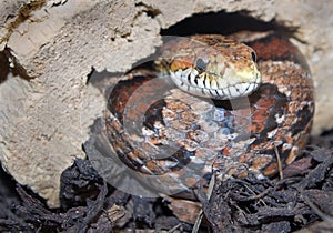 Corn Snake