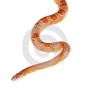 Corn Snake