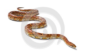 Corn snake