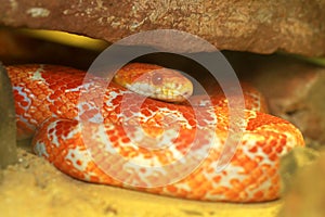 Corn snake