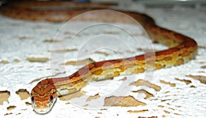 Corn Snake