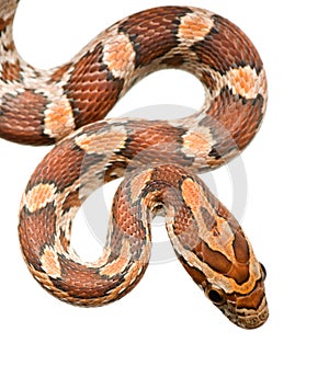 Corn Snake