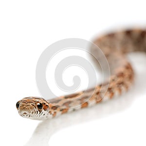 Corn Snake
