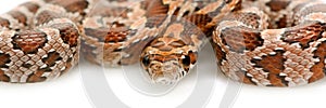 Corn Snake