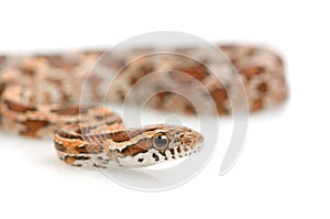 Corn Snake