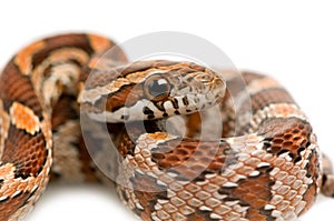 Corn Snake