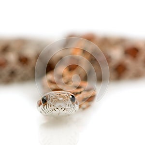 Corn Snake