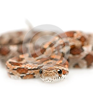 Corn Snake