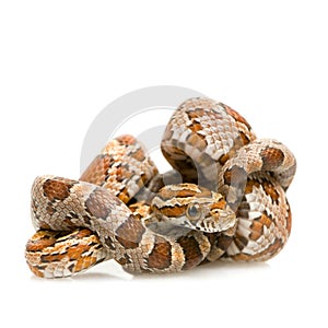 Corn Snake