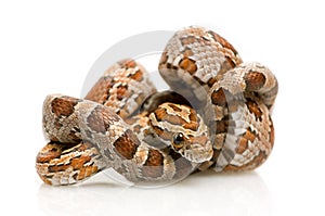 Corn Snake