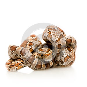Corn Snake