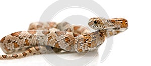 Corn Snake