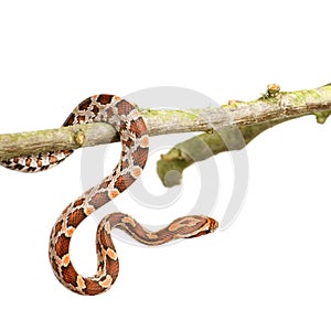Corn Snake