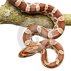 Corn Snake