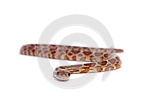 Corn snake