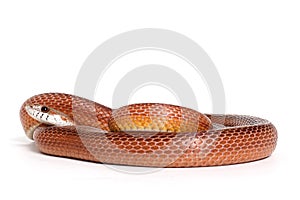 Corn snake