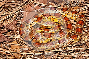 Corn Snake