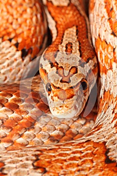 Corn snake photo