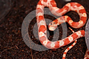 Baby dark red albino patterned pet snake photo