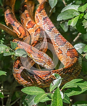 Corn Snake