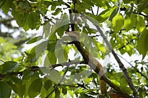 Corn Snake on a cherry tree