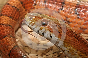 Corn Snake close up