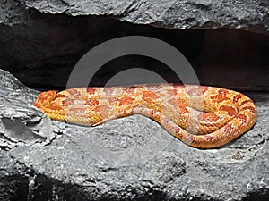 Corn Snake Coiled in The Cave