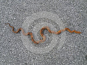 Corn Snake - Color Pattern Mismatch