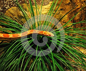 Corn snake