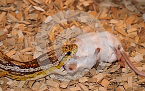 A Corn Snake Eating A Mouse