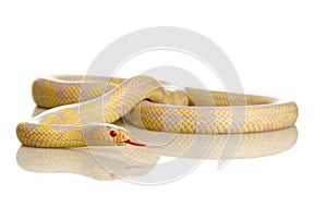 Corn Snake - Elaphe guttata
