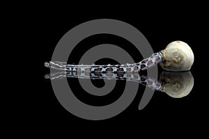 Corn snake hatching from an egg in captivity reflected on a black background